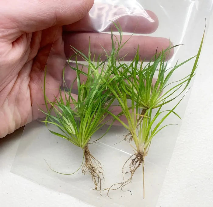 Green Juncus Repens seedlings in tray with clear plastic cover