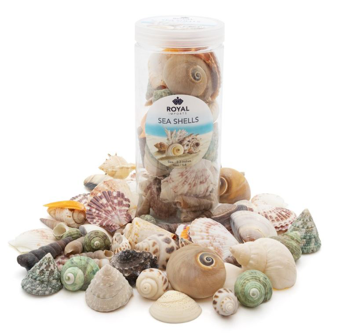 SEA SHELLS - 2"