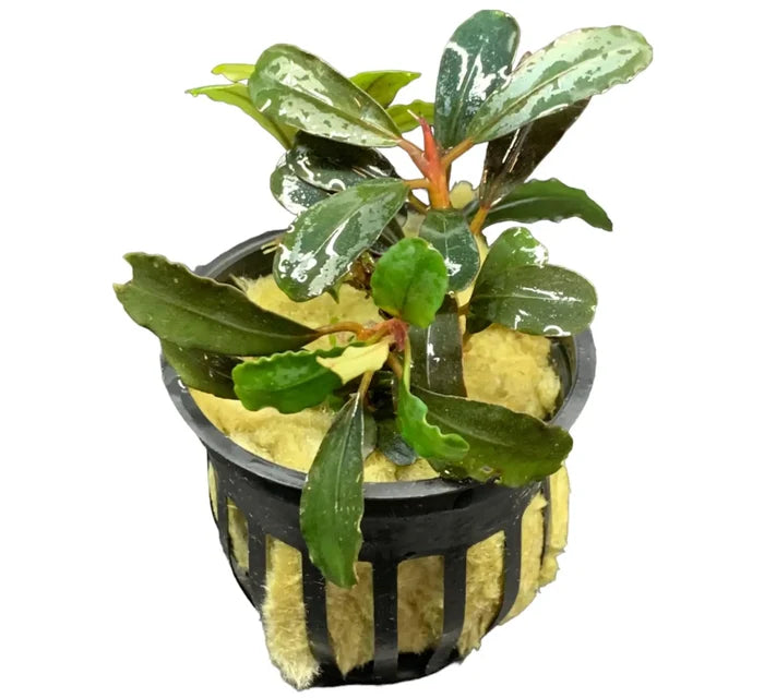 Bucephalandra Black Angel in green yellow striped pot