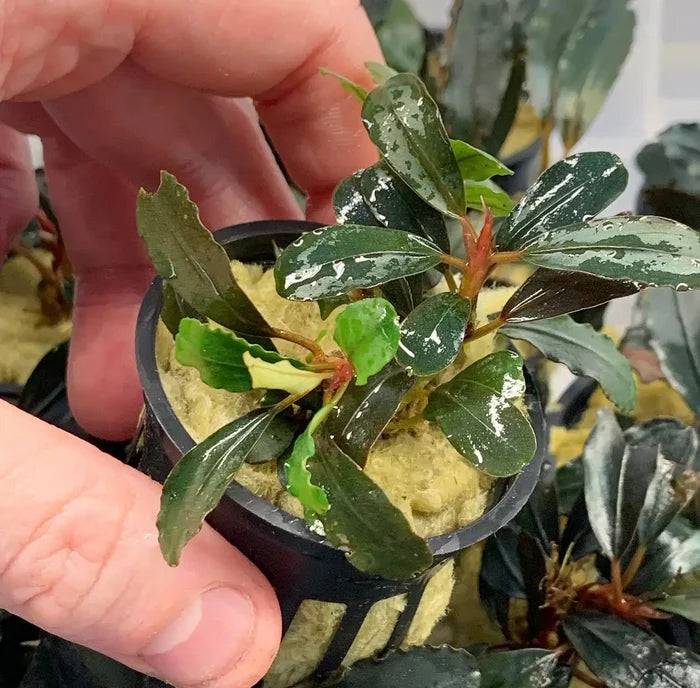Bucephalandra Black Angel green leafy plant in black pot with soil
