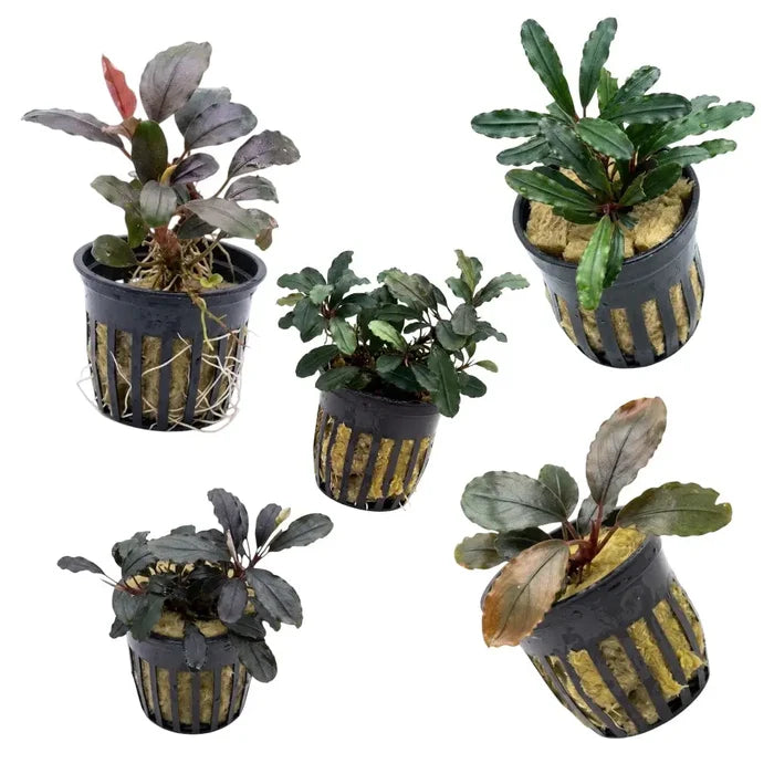 Black plastic plant baskets with vertical slits holding bucephalandra black angel aquatic plants in yellow substrate