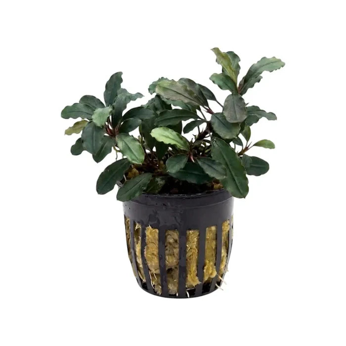 Bucephalandra brownie blue aquatic plant with lush dark green wavy leaves and reddish stems in black basket with yellow substrate