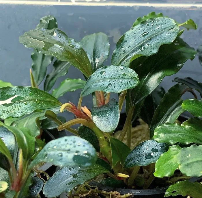 Bucephalandra Brownie Blue: lush green wavy leaves with water droplets