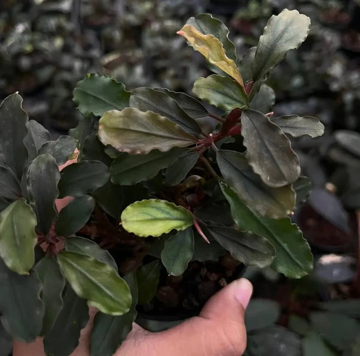 A potted bucephalandra brownie blue plant with dark green wavy leaves and yellow green variegation