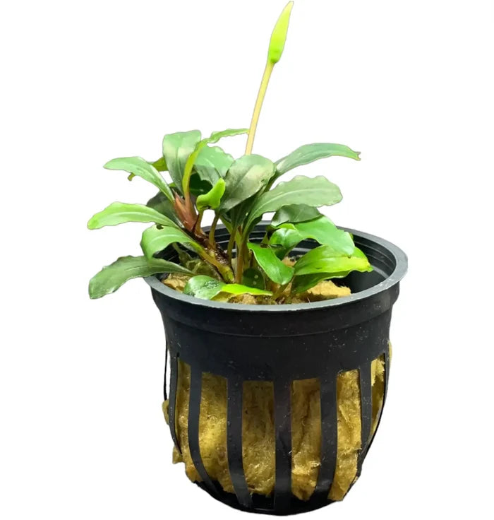 Bucephalandra Brownie Neo in black slitted plastic pot