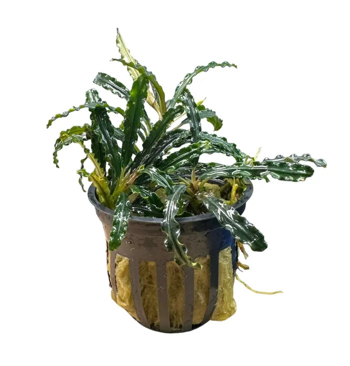 Bucephalandra Catherinae in black pot with wavy green leaves