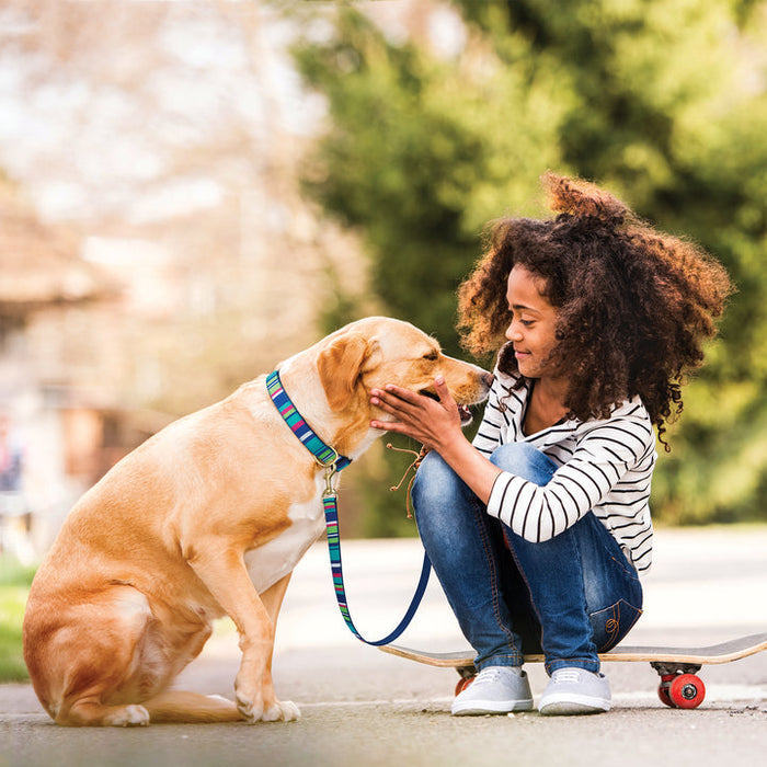 SUTTON-STRIPE-DOG-COLLAR-LEASH-HARNESS