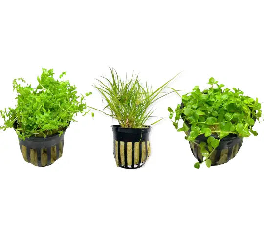 Green aquatic plant in black gold striped pot for aquarium foreground bundle
