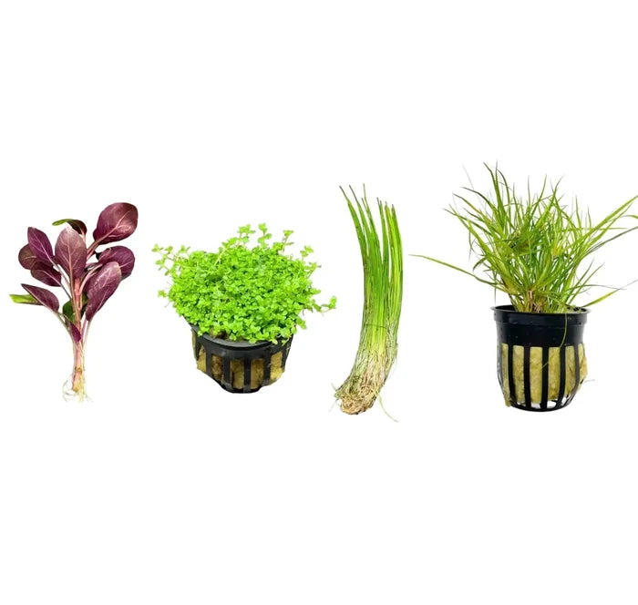 Foreground Plant Pack — live potted aquarium plant with purple-green leaves