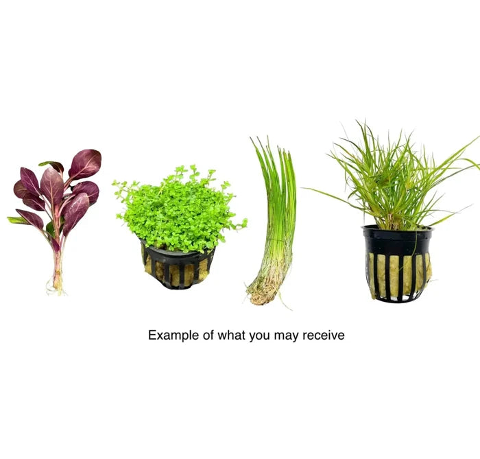 Foreground Plant Pack — live potted aquarium plant with purple-red foliage