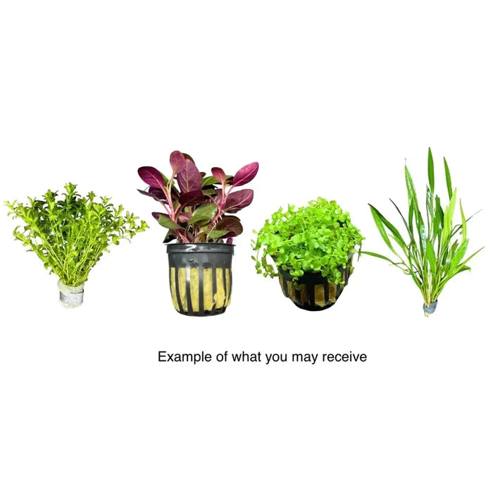 Green Foreground Aquarium Plant in Clear Pot with Black Base