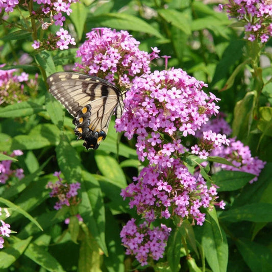 Jeana Garden Phlox planted with grasses and pollinator perennials in a sunny border for height and butterfly activity