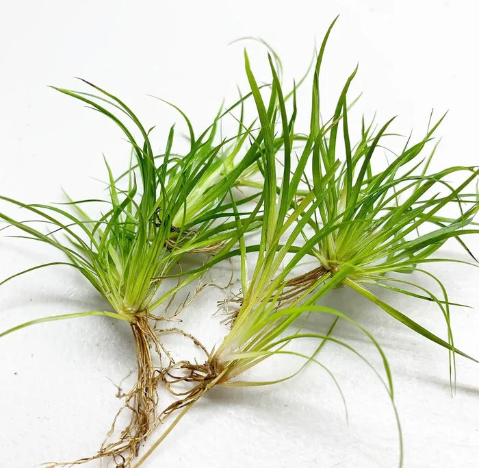 Juncus Repens portion: green grass plant with visible roots, natural material