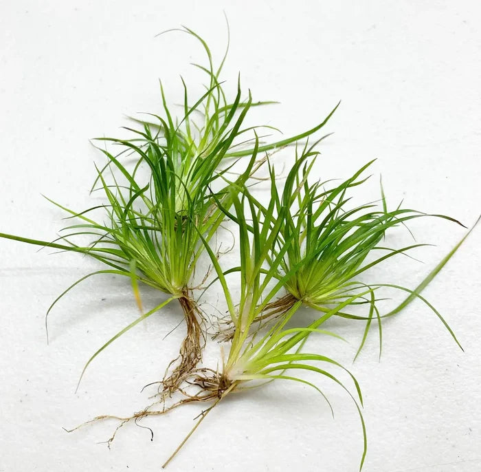 Juncus Repens portion: green aquatic plant with slender leaves and roots