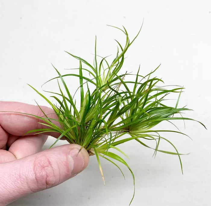 Hand holding Juncus Repens portion with thin elongated green leaves