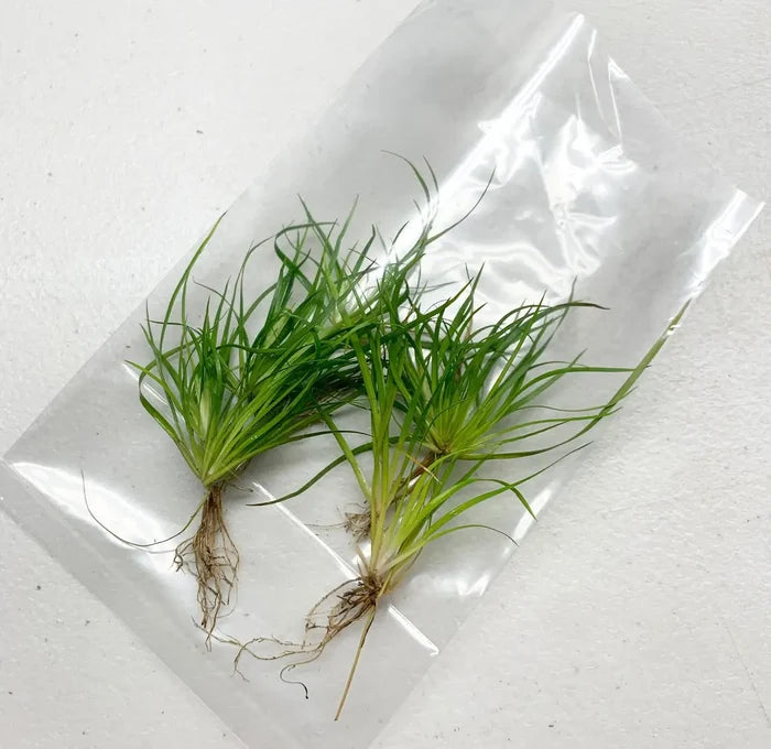Juncus repens — live aquarium plant portion in clear shipping bag