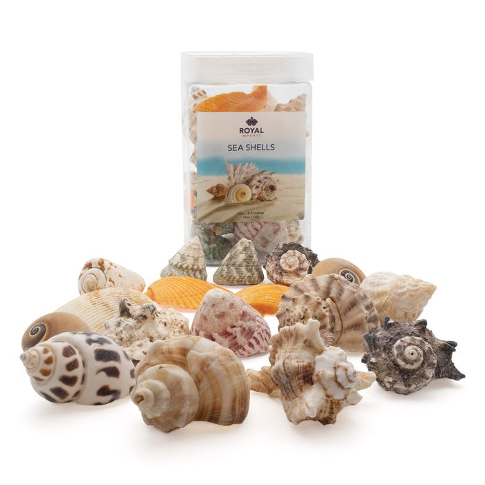 SEA SHELLS - 3"